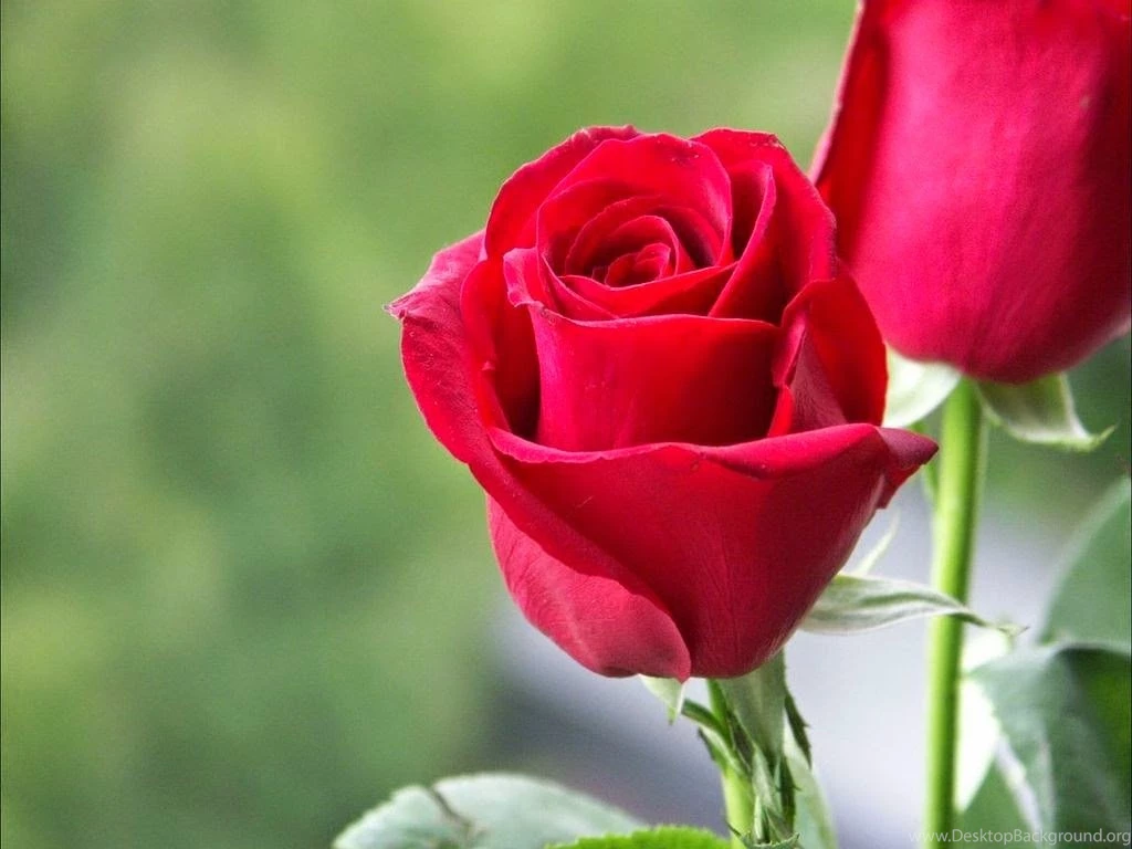 Love Red Rose Wallpaper