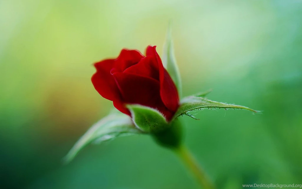 Blooming Red Roses Symbolize Love Close up Wallpapers 9 - Flower ...