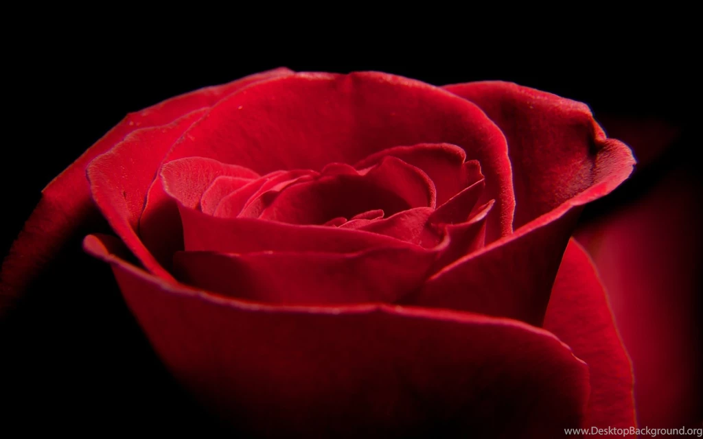 Love You Red Rose Wallpapers