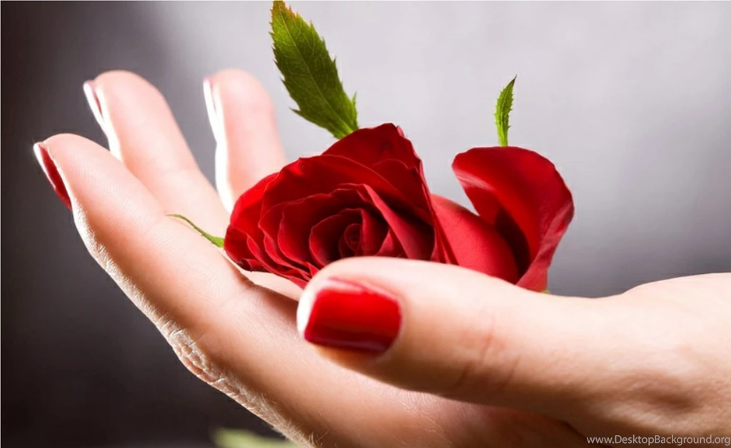 Red Hand Passion Love Rose Wallpapers