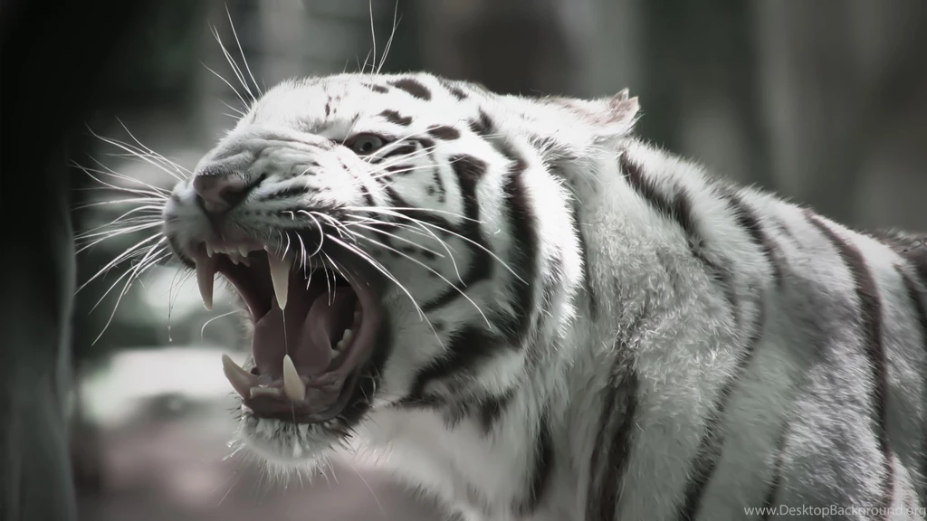 Image Roaring white tiger animal hd wallpaper 1920x1080 6590.jpg ...