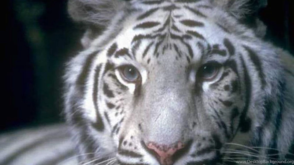White Tiger Wild Animals Hd Wallpapers (