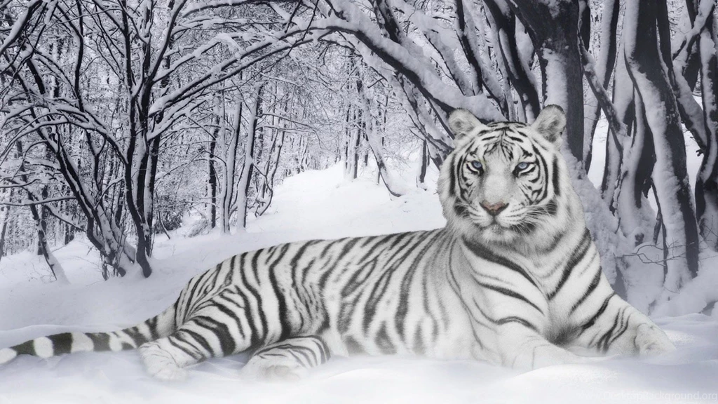 Tiger Hd Wallpapers 0224