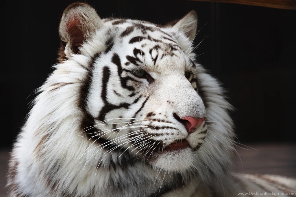 White Tiger Hd