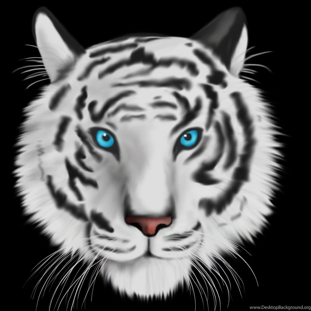 White Tiger With Blue Eyes Wallpaper, Wallpaper, White Tiger With ...