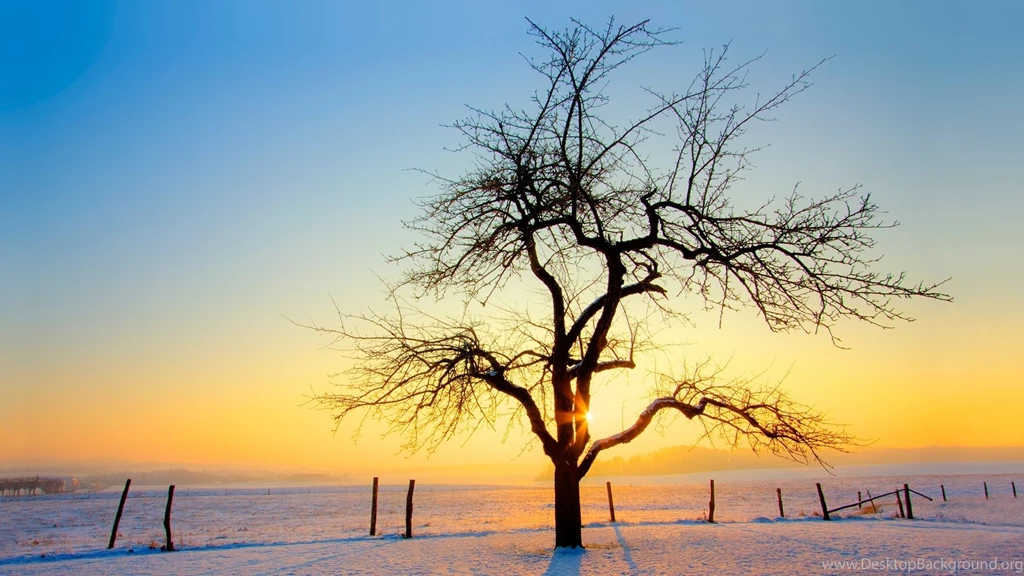 Nature Wallpapers   Winter, Darkslategray, Goldenrod, Burlywood ...