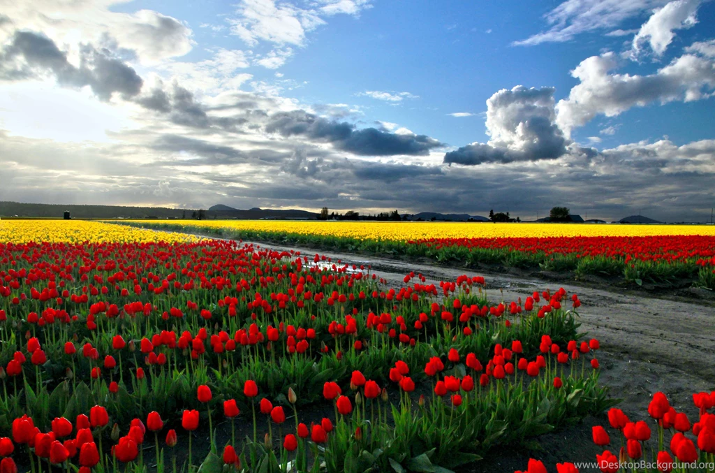 Nature Wallpaper: Scenic Widescreen Wallpaper Images HD Quality ...