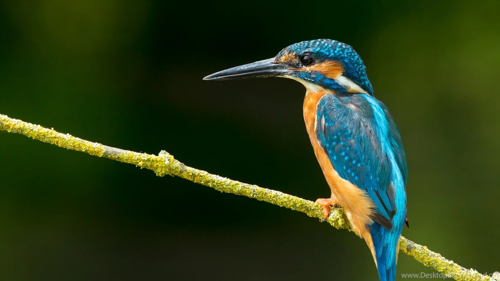 14 HD Kingfisher Bird Wallpapers HDWallSource.com