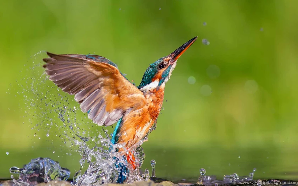 Kingfisher Wallpapers Wallpapers Cave