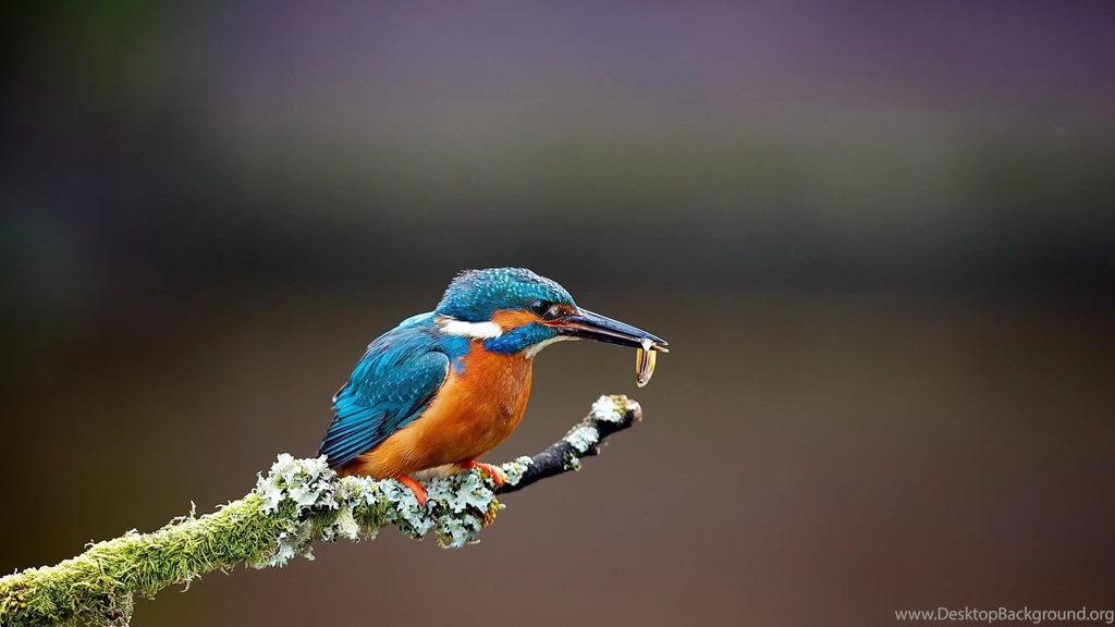 Kingfisher Bird Wallpapers