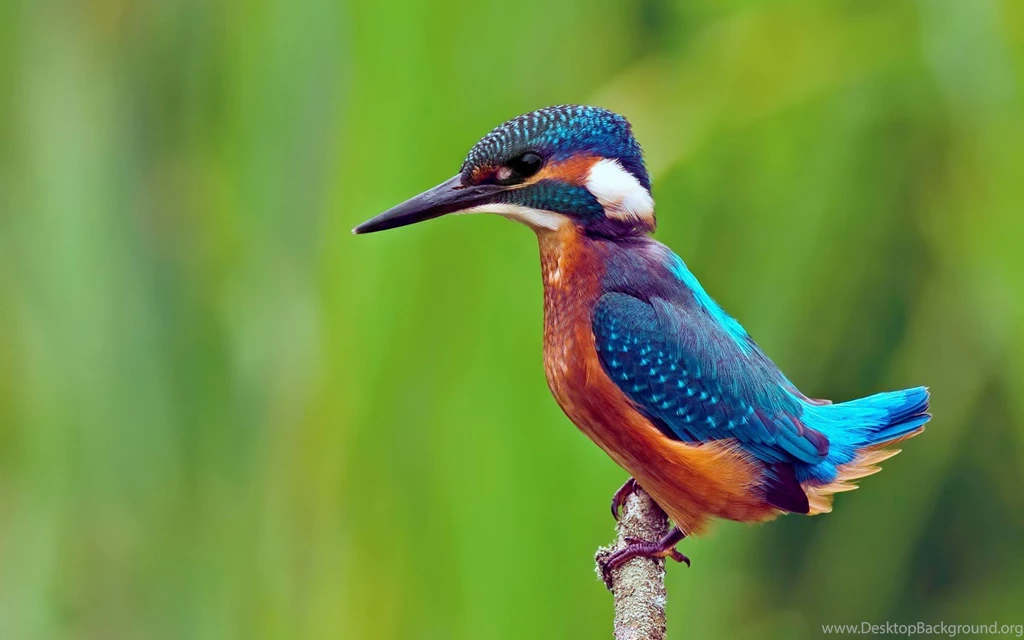 14 HD Kingfisher Bird Wallpapers HDWallSource.com