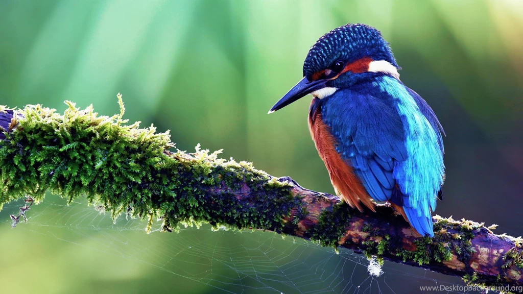 Download Excellent Kingfisher Bird Wallpapers 4191 1920x1080 Px ...