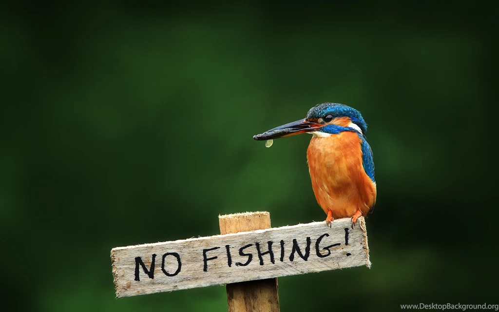 Kingfisher Bird HD Wallpapers For Desktop