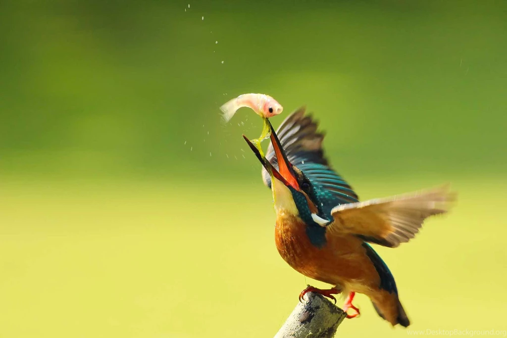 Kingfisher Bird HD Wallpapers