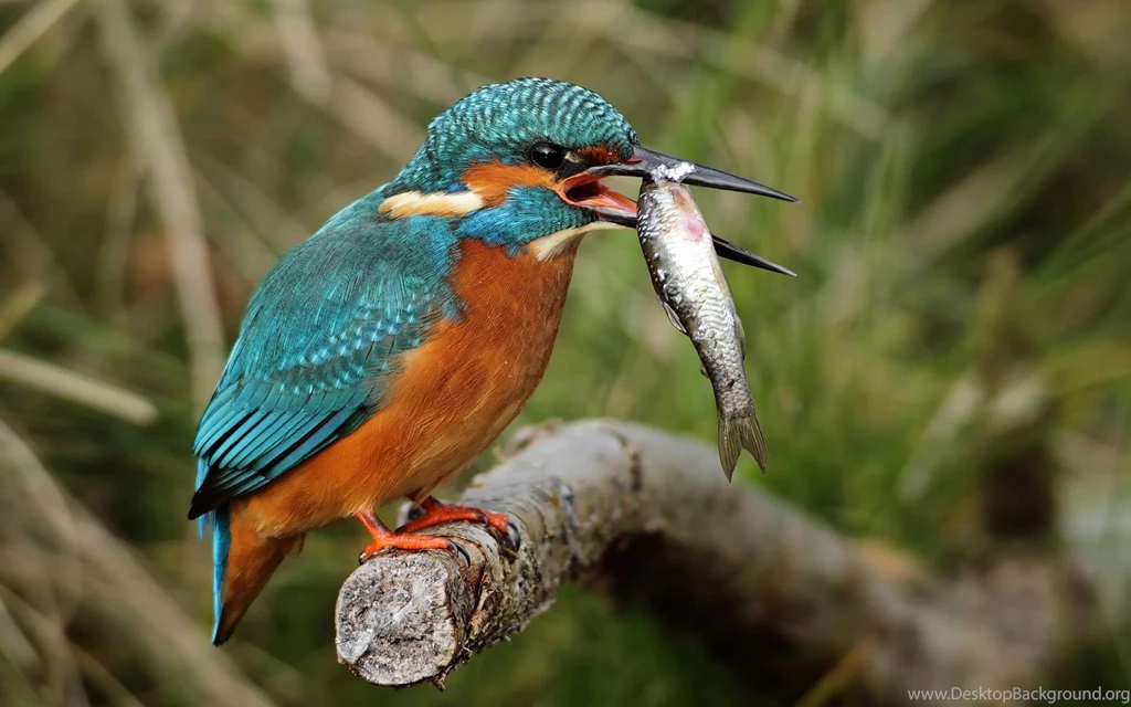 Bird Kingfisher