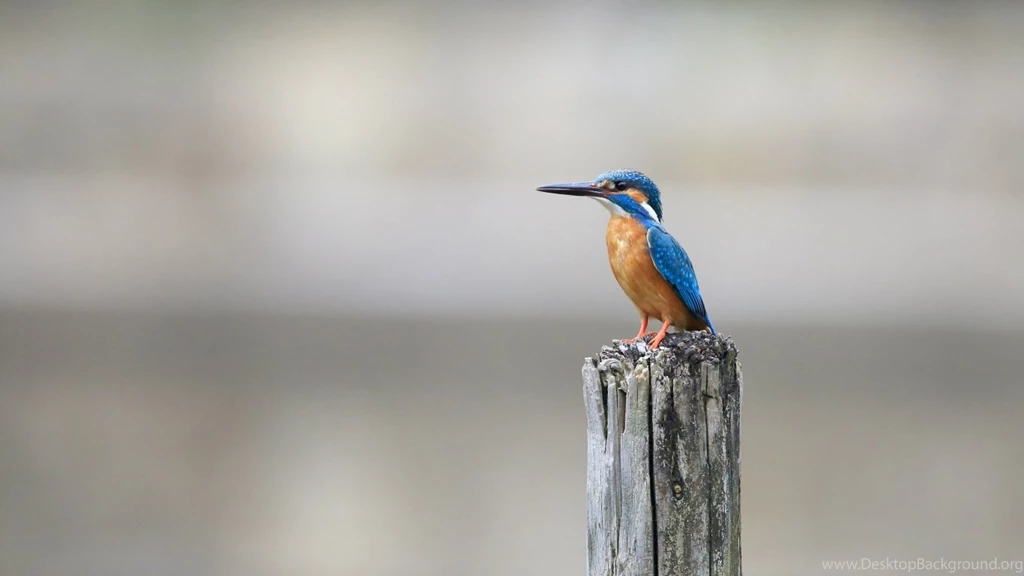Kingfisher Bird HD Wallpapers
