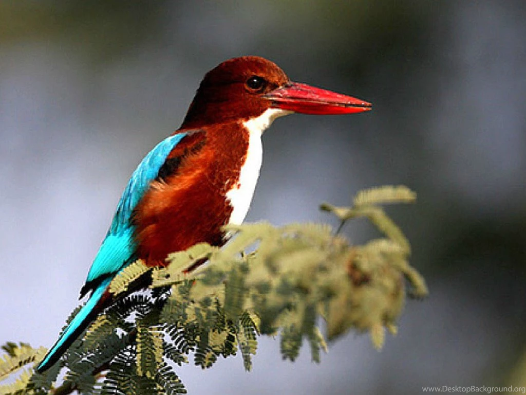 Kingfisher Bird Hd Wallpapers