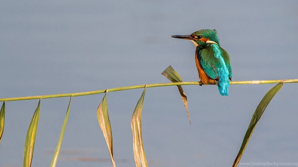 Kingfisher Bird Cane Wallpapers