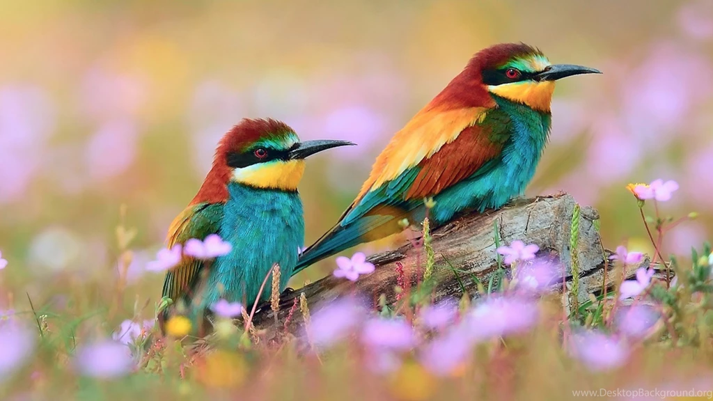 Kingfisher Birds Latest HD Images