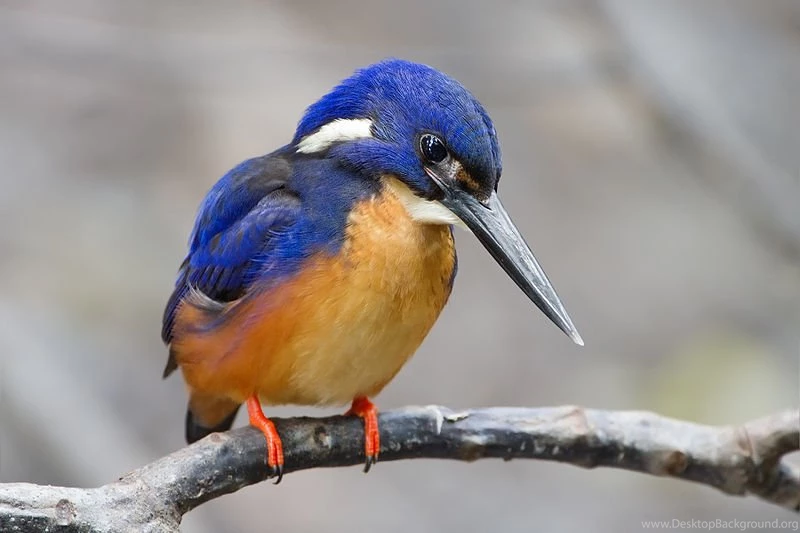 Kingfisher Bird Wallpapers ImgMob