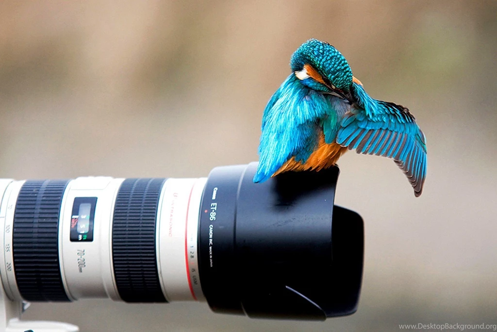 Kingfisher Bird Sitting On The Camera Wallpapers And Images ...