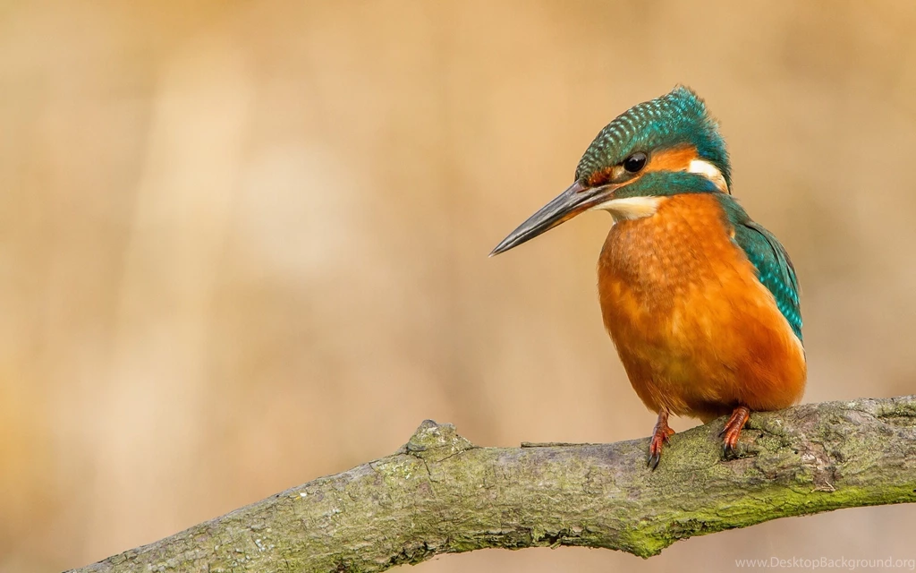 Kingfisher Branch Bird Wallpapers