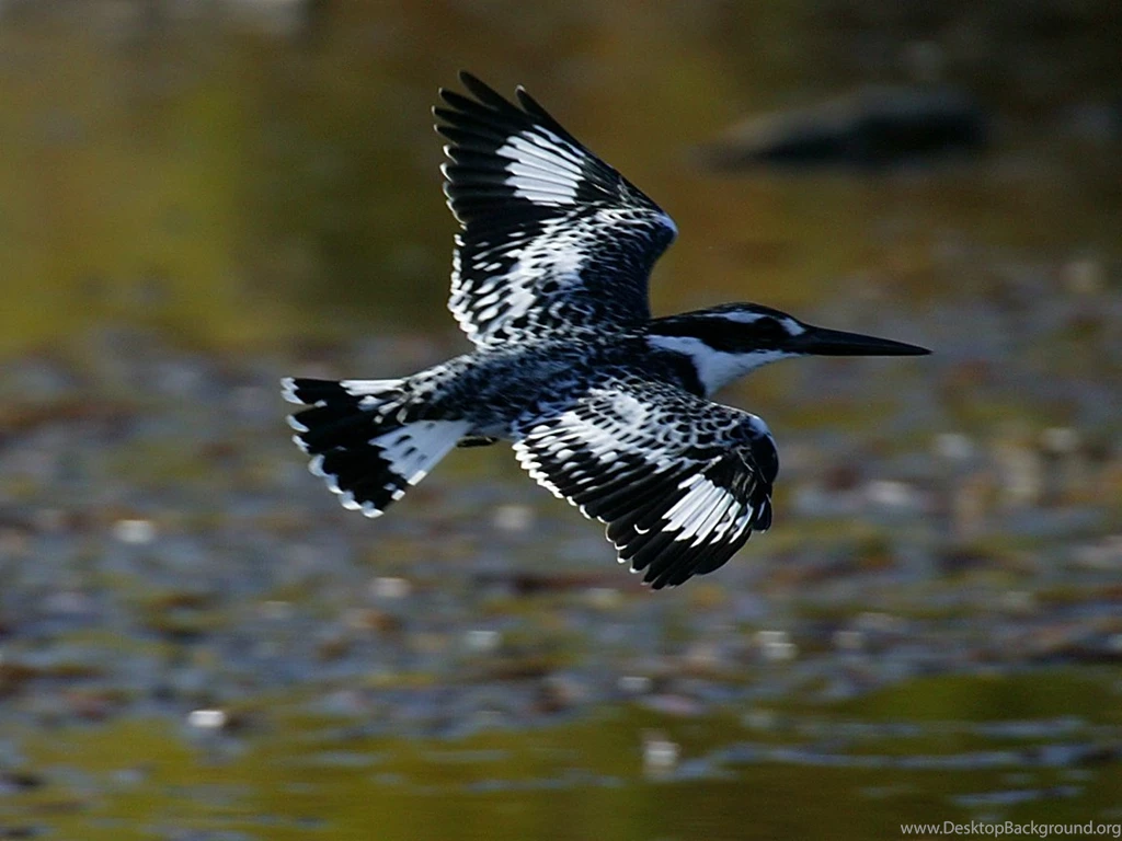 Animals World: Wallpapers Of Pied Kingfisher Birds Gallery
