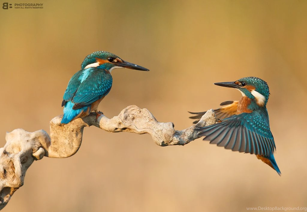 Kingfisher DeviantArt