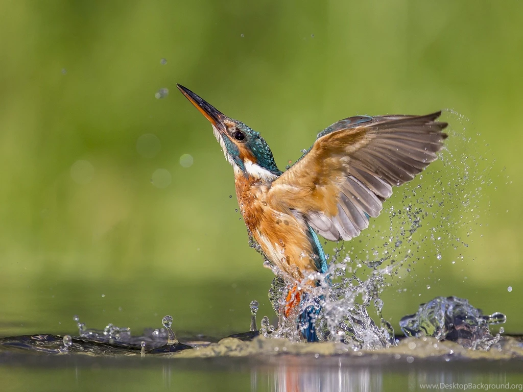 Kingfisher Wallpapers