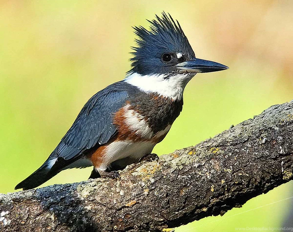 Kingfisher Bird Hd Wallpapers Free Download
