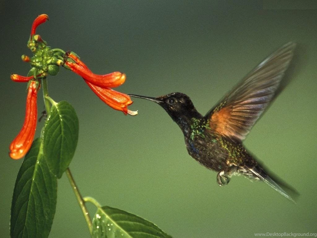 Kingfisher Birds Bird Animals Animal 2048x1352 Hd Wallpapers ...