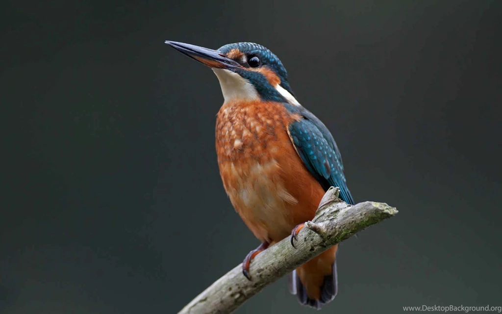 Download Wallpapers 3840x2400 Kingfisher, Bird, Branch, Color Ultra ...