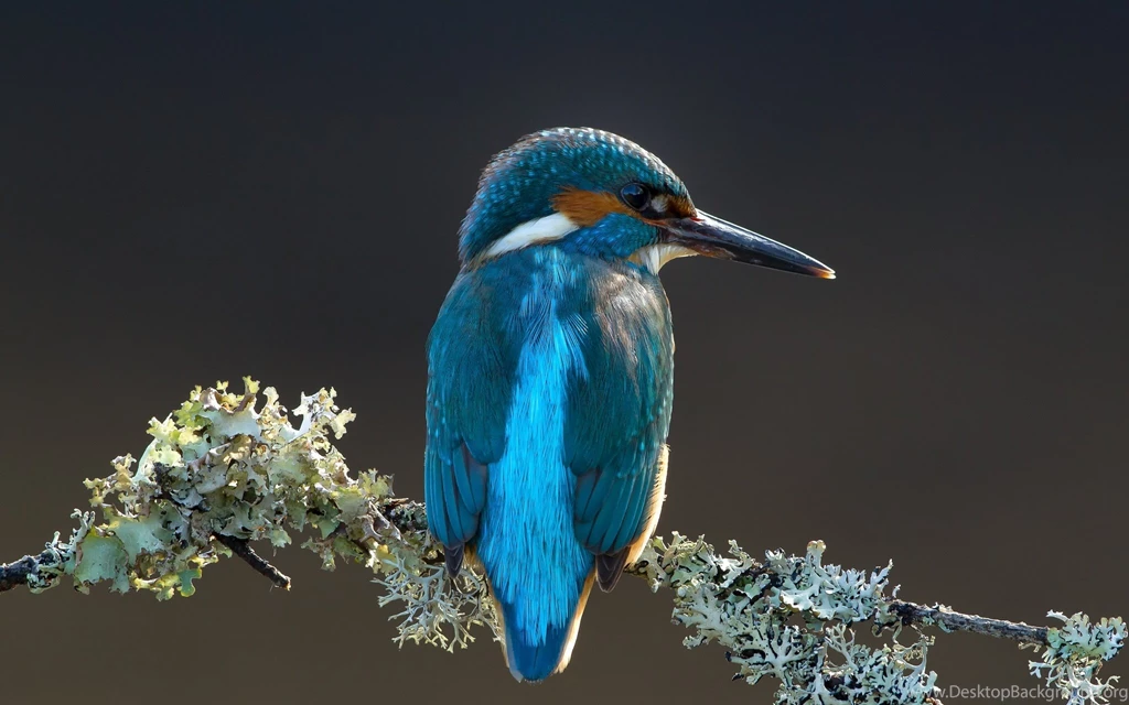Kingfisher Bird Branch Lichen Wallpapers