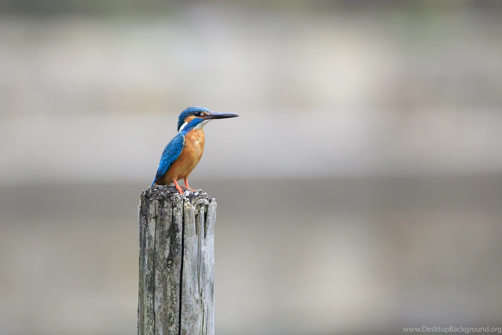 Download Kingfisher Bird Wallpapers HD 4194 2880x1920 Px High ...