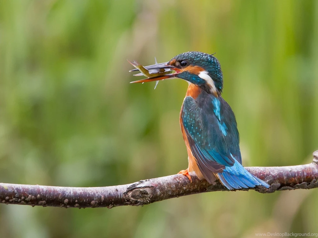 Kingfisher Bird Catch Branch Wallpapers