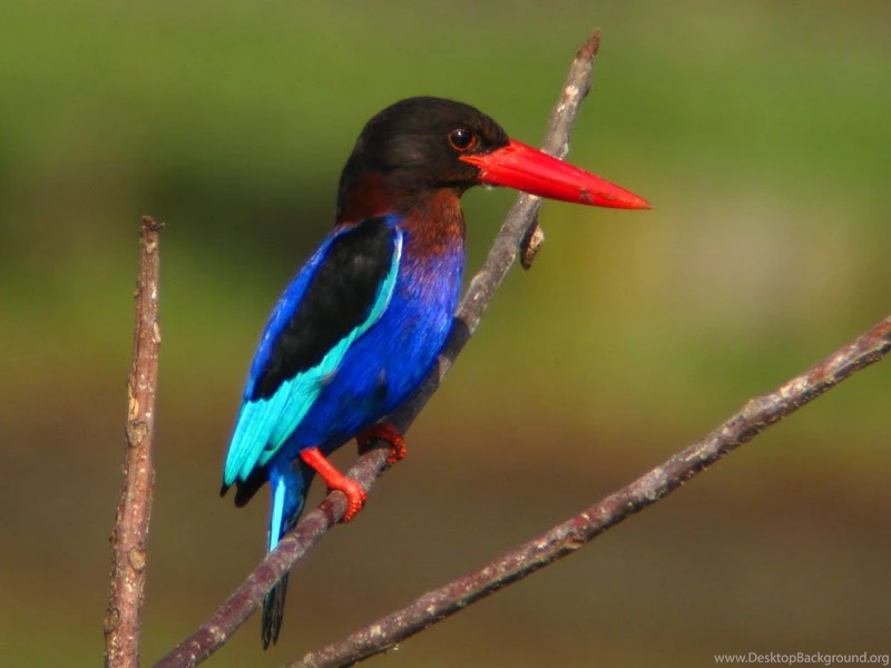 Animals World: Pictures Of Animal Javan Kingfishers Bird Gallery