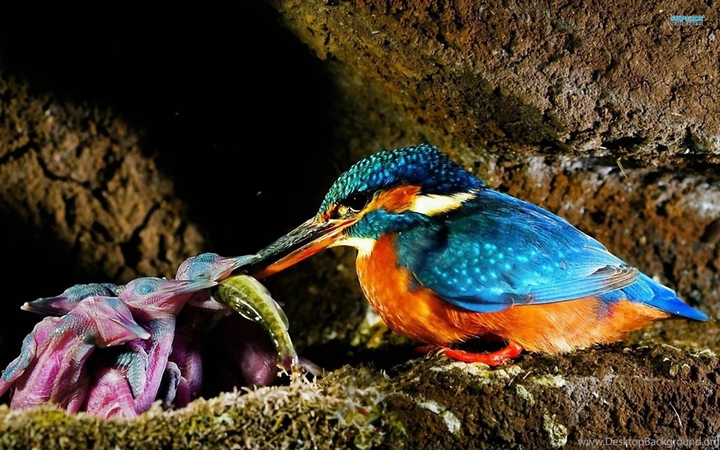 Picture Of Kingfisher Bird On Animal Picture Society