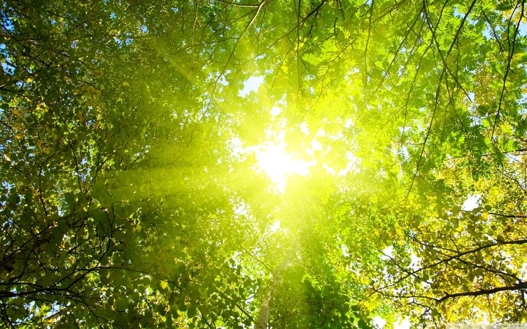 899248 Sunlight Wallpapers