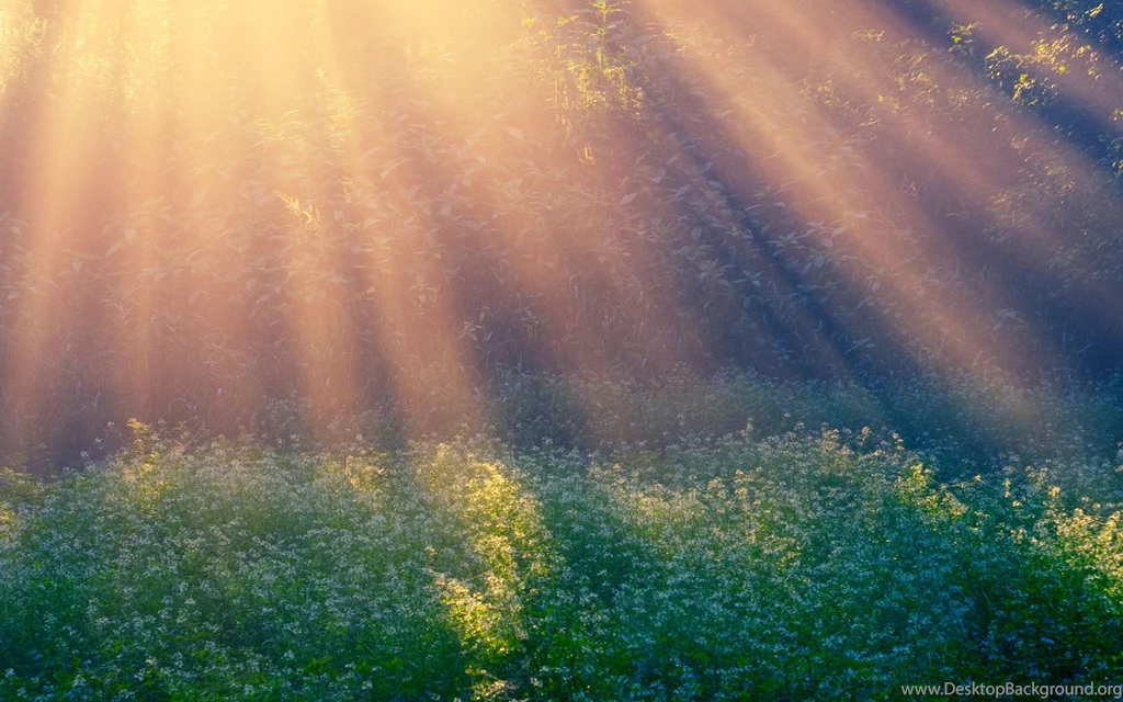 Sunlight Wallpapers Garden Wallpapers