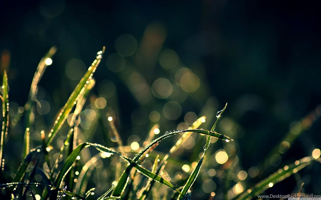 Download Morning Dew In Sunlight Wallpapers Wallpapers Widest