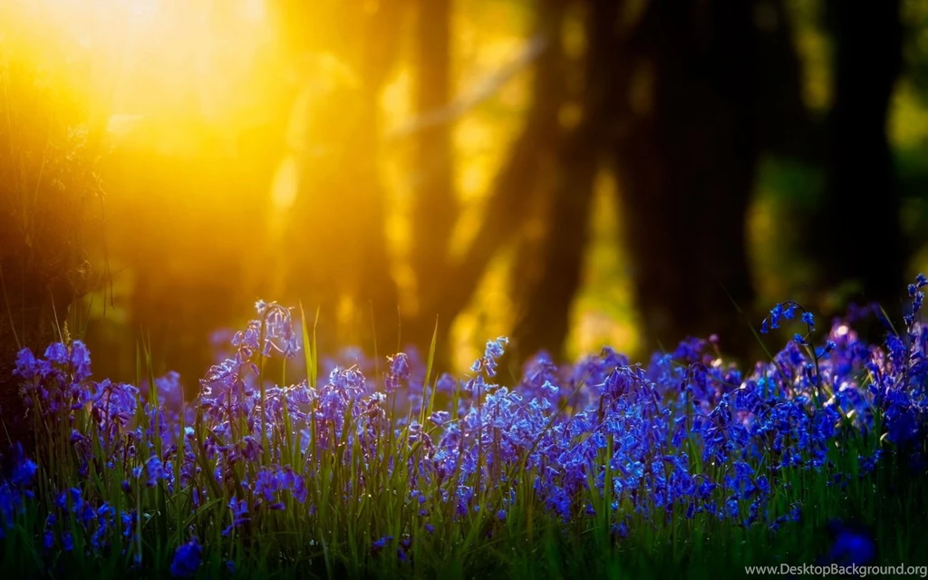 Blue Flowers Sunlight Wallpapers