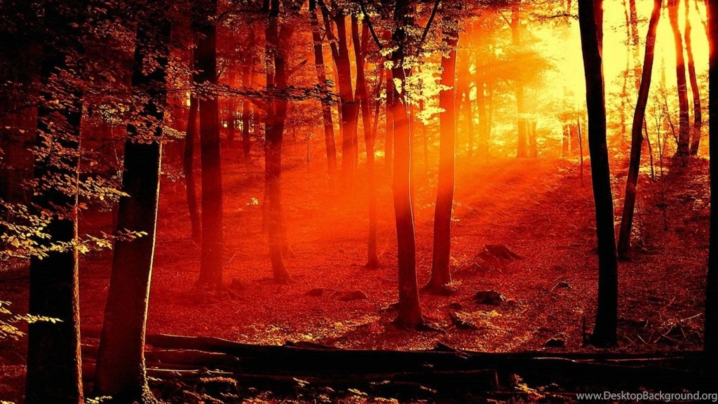 Forests Sunlight Wallpapers