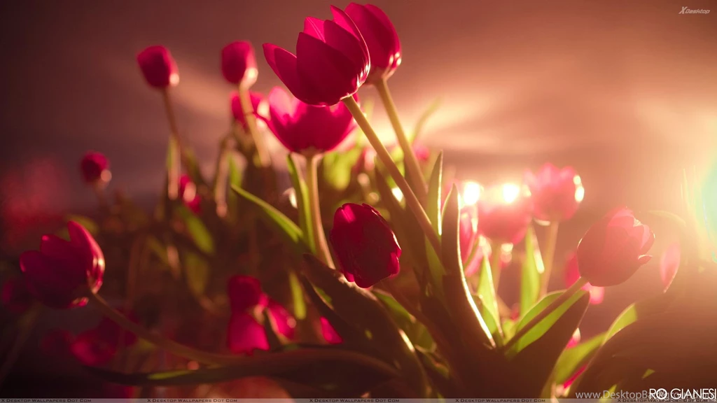 Vibrant Red Tulips In SunLight Wallpapers