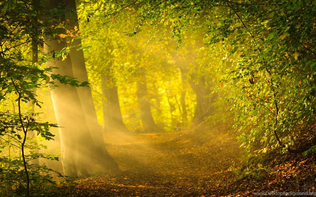 Morning Sunlight Wallpapers Wallpaper.