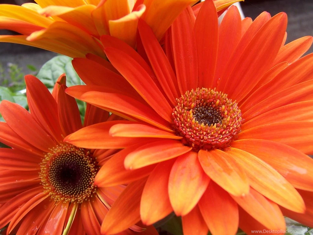 30+ Awesome Spring Flowers Wallpapers