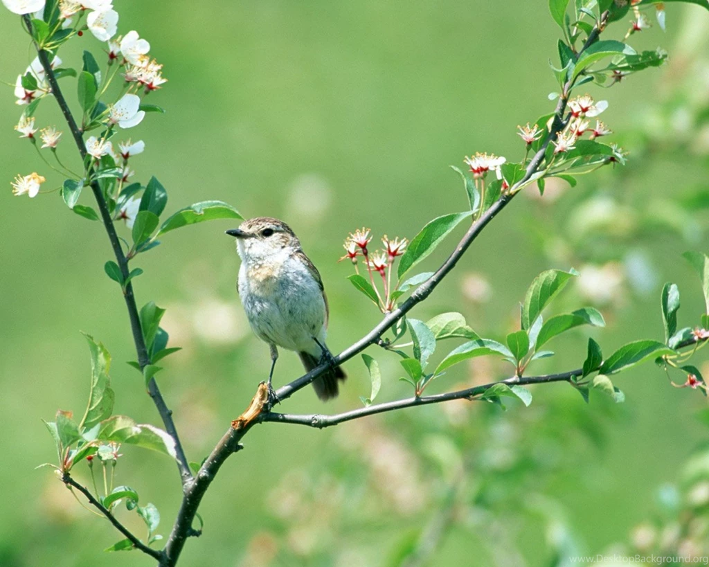 Wallpapers Wednesday – Spring Is In The Air