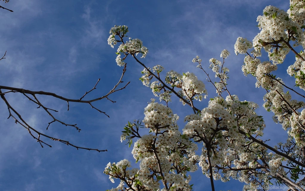 Images, Norcal, Blue, Might (