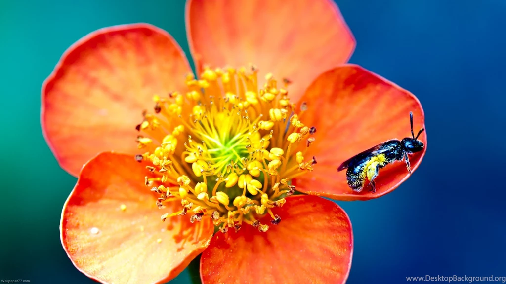 Bee And The Flower, 1920x1080 Pixels : Wallpapers Tagged Flowers ...