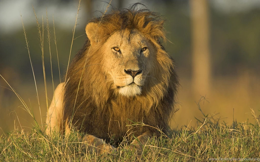African Lion Wallpapers In HD