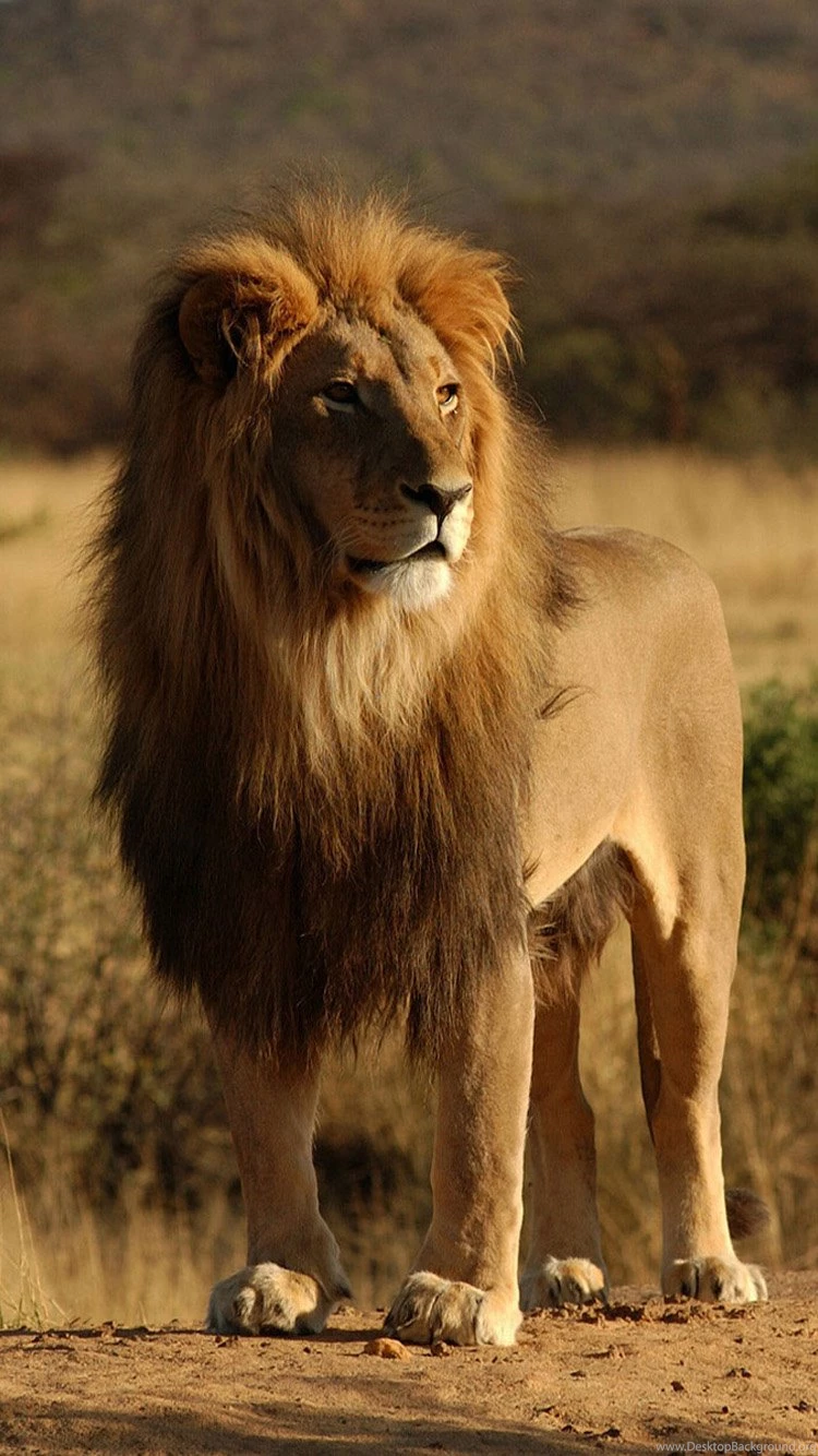 African Lion Iphone 6 Wallpapers